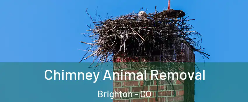  Chimney Animal Removal Brighton - CO
