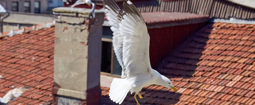 Residential Chimney Animal Removal Solution in Brighton, CO