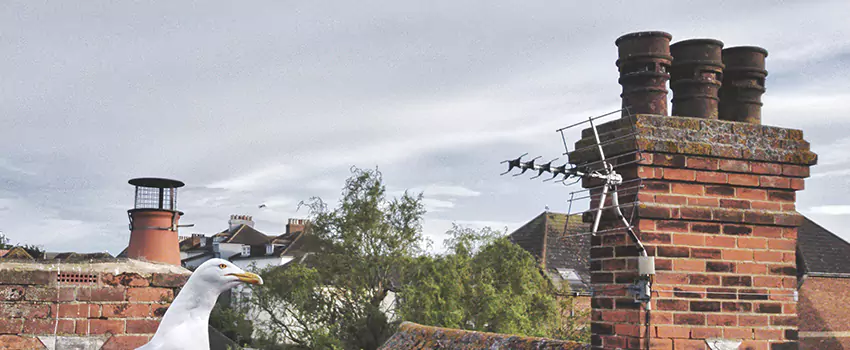 Chimney Cleaning And Restoration in Brighton, Colorado